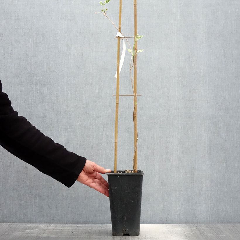 Amostra de Wattakaka sinensis Variegata Vaso de 2 L/3 L tal como entregue na primavera