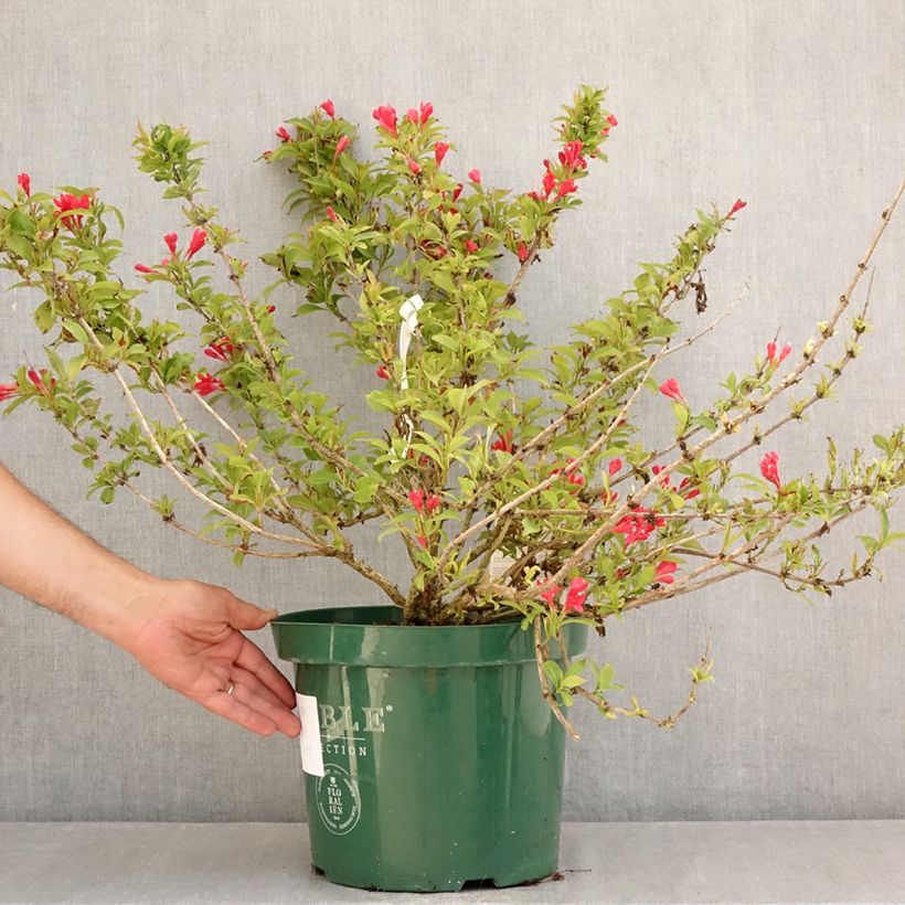 Amostra de Weigélia All Summer Red Vaso de 7,5 L/10 L tal como entregue no verão