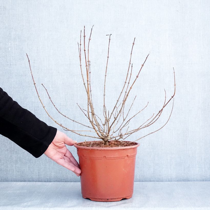 Amostra de Weigela Briant Rubidor Olympiade Vaso de 4 L/5 L tal como entregue no inverno