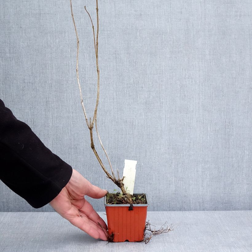 Amostra de Weigela Candida - Weigélia Vaso de 8/9 cm tal como entregue no inverno