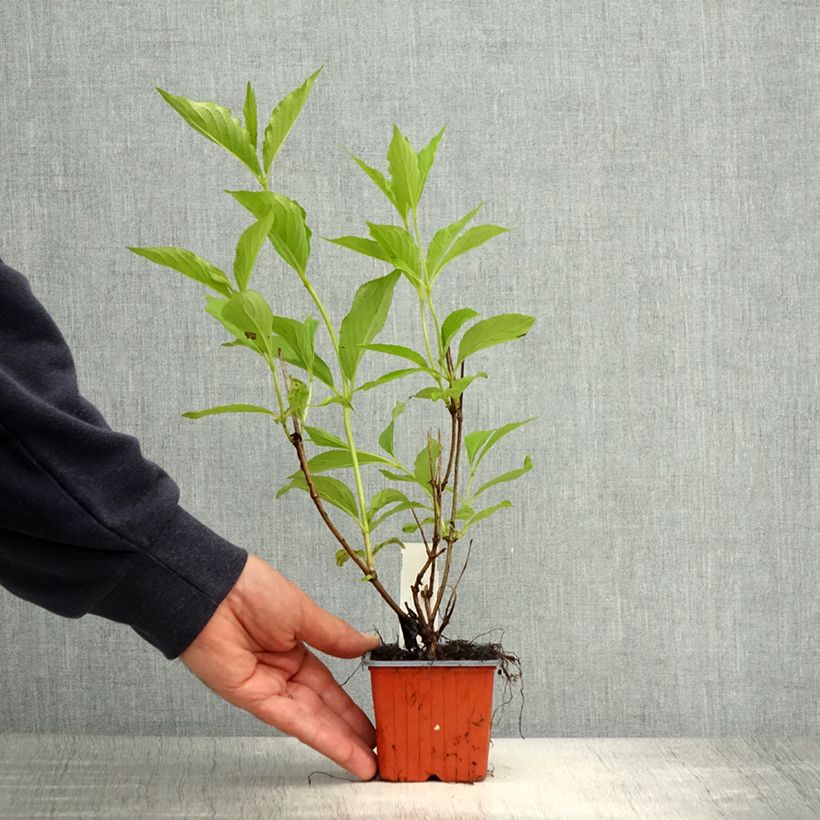 Amostra de Weigélia florida Candida Vaso de 8/9 cm tal como entregue na primavera