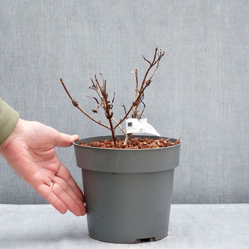 Amostra de Weigela Electric Love Vaso de 2 L/3 L tal como entregue no inverno