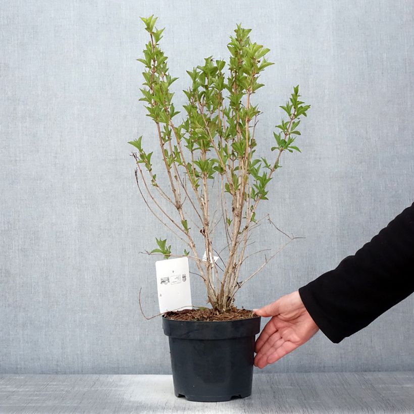 Amostra de Weigélia florida Big Love Vaso de 3 L/4 L tal como entregue na primavera