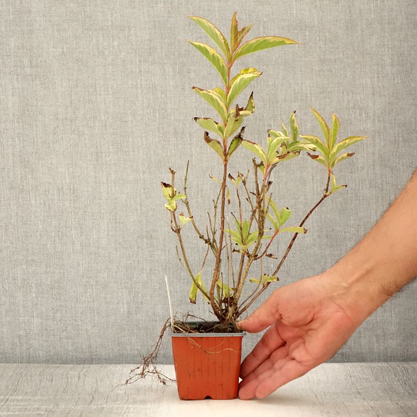 Amostra de Weigélia florida Brigela Vaso de 8/9 cm tal como entregue no verão