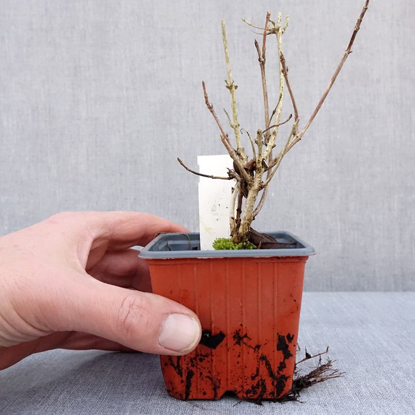 Amostra de Weigela florida Brigela Vaso de 8/9 cm tal como entregue no inverno