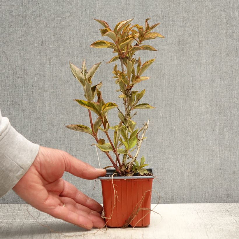 Amostra de Weigélia florida Brigela Vaso de 8/9 cm tal como entregue na primavera