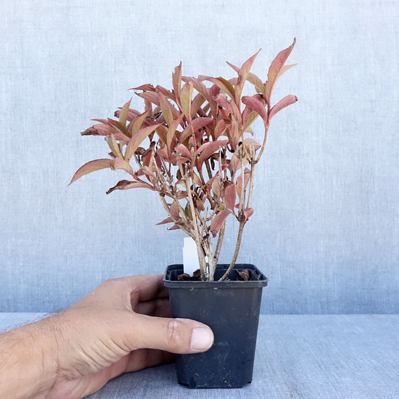 Amostra de Weigélia florida Bristol Ruby Vaso de 8/9 cm tal como entregue no verão