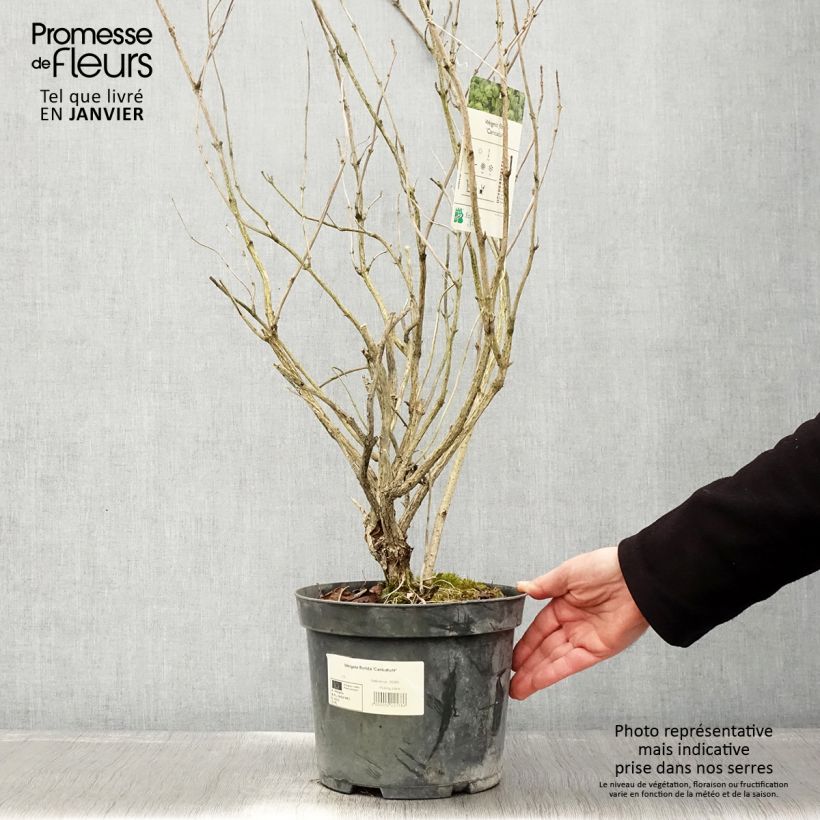 Amostra de Weigela florida Caricature - Weigélia Vaso de 4 L/5 L tal como entregue no inverno