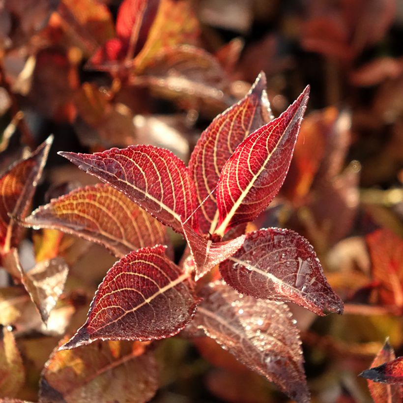 Weigélia florida Foliis Purpureis (Folhagem)