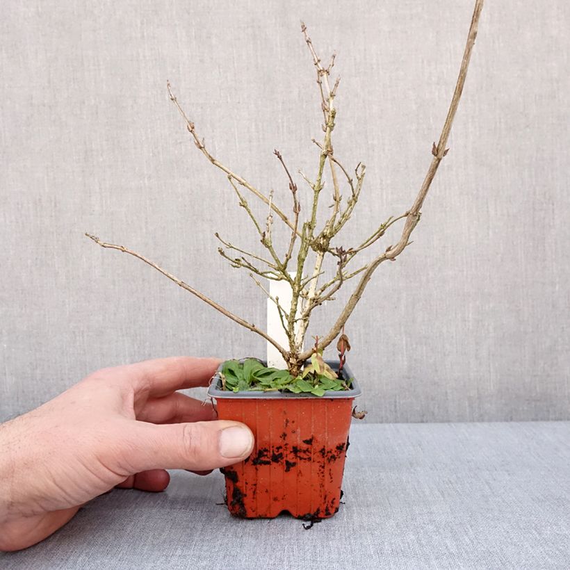 Amostra de Weigela florida Foliis Purpureis - Weigela florida Purpurea - Weigelia pourpre Vaso de 8/9 cm tal como entregue no inverno