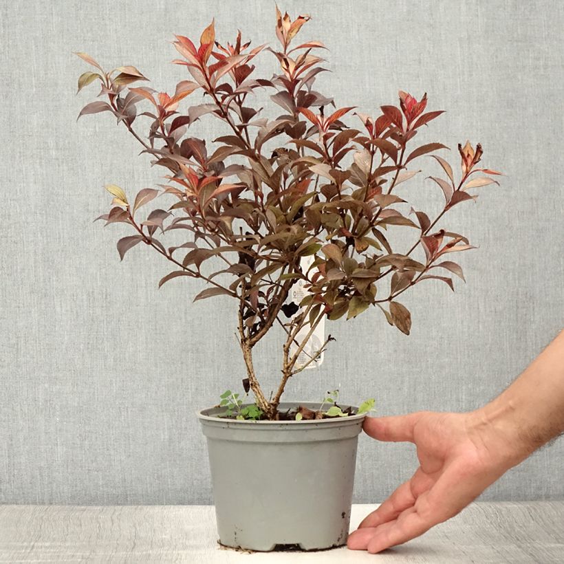 Amostra de Weigélia florida Foliis Purpureis Vaso de 2 L/3 L tal como entregue no verão