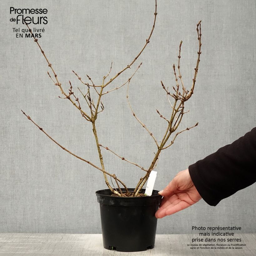 Amostra de Weigélia florida Foliis Purpureis Vaso de 2 L/3 L tal como entregue na primavera