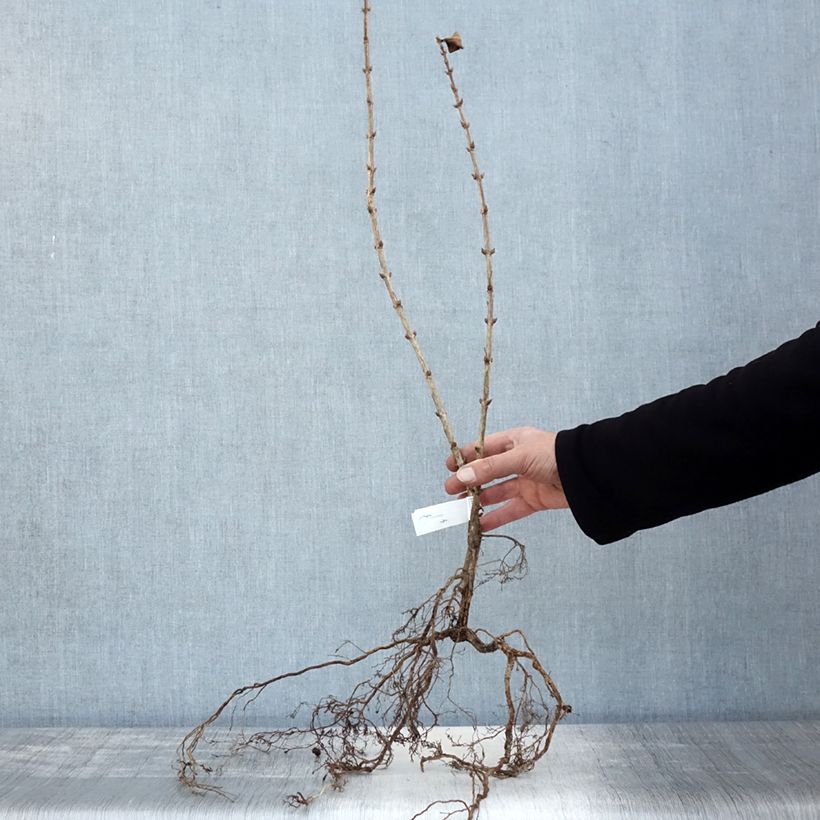 Amostra de Weigela florida Foliis Purpureis - Weigela florida Purpurea - Weigelia pourpre Raízes nuas tal como entregue no inverno