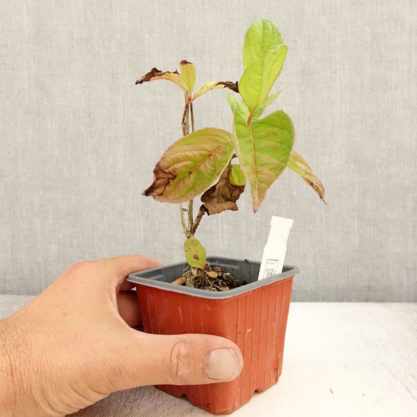 Amostra de Weigélia florida Lime Monster Vaso de 8/9 cm tal como entregue no verão