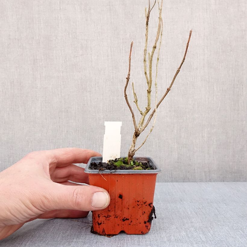 Amostra de Weigela florida Lime Monster Vaso de 8/9 cm tal como entregue no inverno