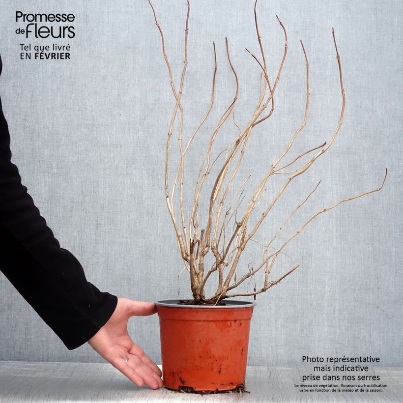 Amostra de Weigela florida Lime Monster Vaso de 3 L/4 L tal como entregue no inverno