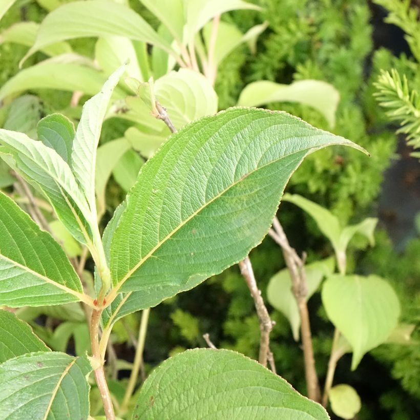 Weigélia florida Marjorie (Folhagem)
