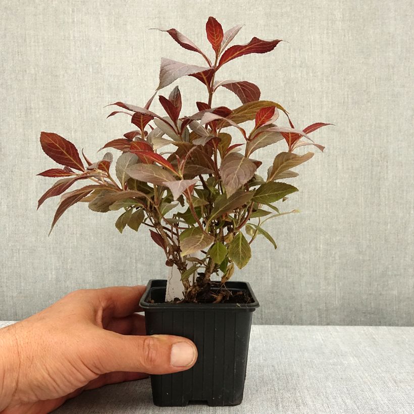 Amostra de Weigélia florida Midnight Wine Vaso de 8/9 cm tal como entregue na primavera