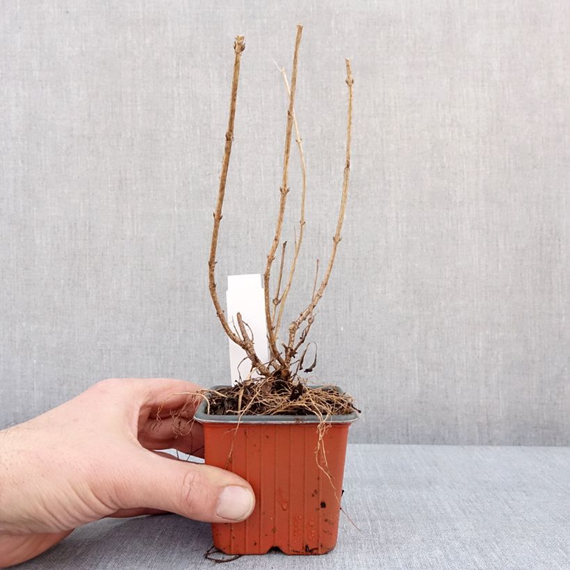 Amostra de Weigela florida Minor Black Vaso de 8/9 cm tal como entregue no inverno