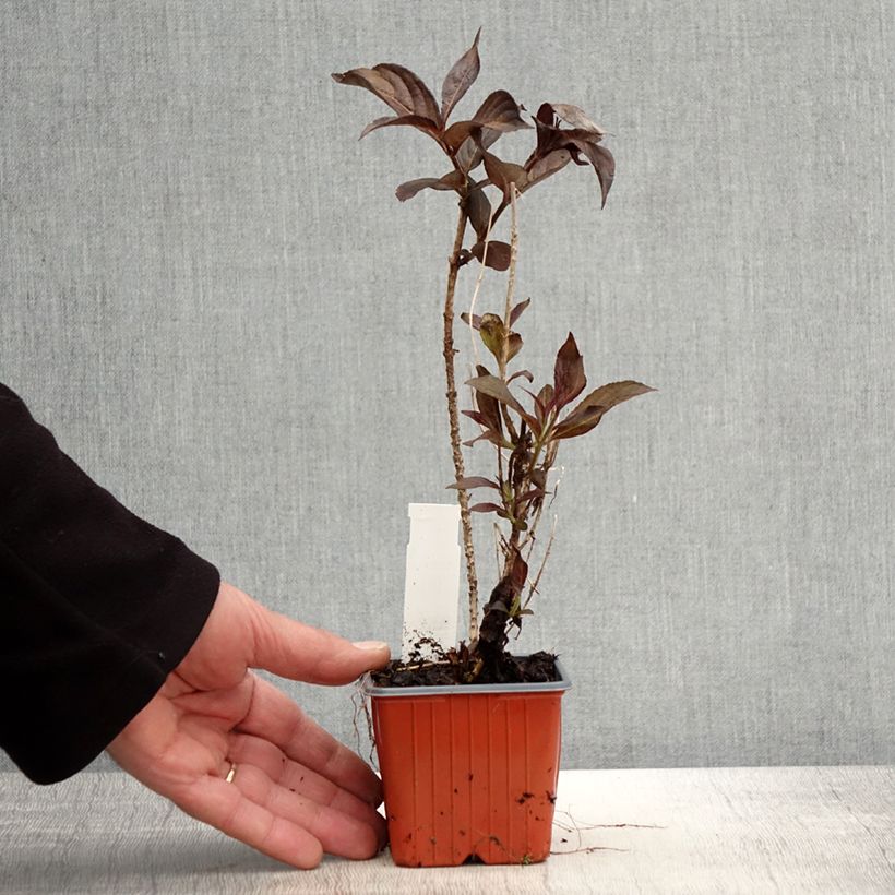 Amostra de Weigélia florida Minor Black Vaso de 8/9 cm tal como entregue na primavera