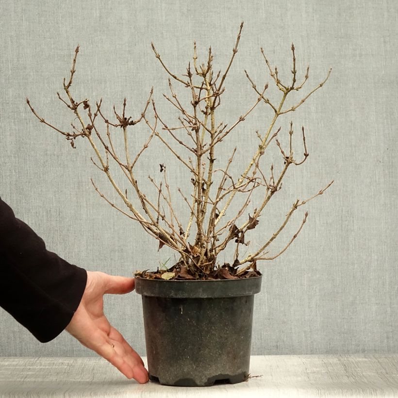 Amostra de Weigélia florida Nana Purpurea Vaso de 3 L/4 L tal como entregue no outono