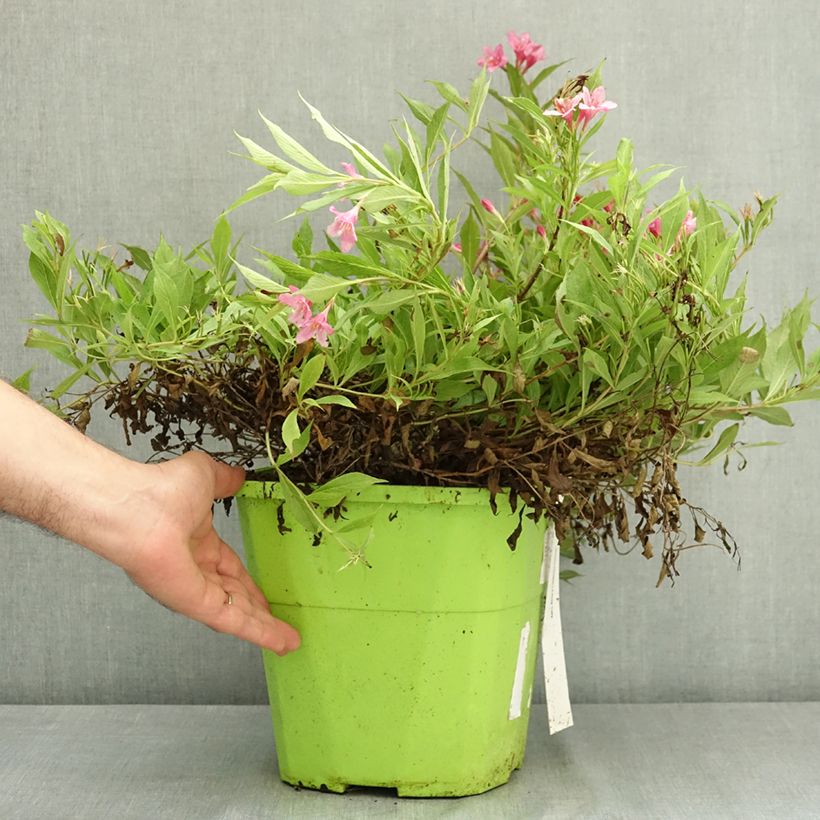 Amostra de Weigélia florida Picobella Rosa Vaso de 7,5 L/10 L tal como entregue no verão