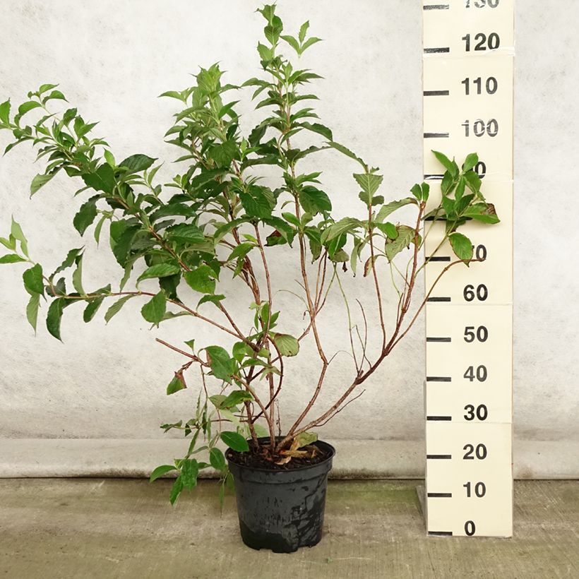 Amostra de Weigélia florida Rosea Vaso de 7,5 L/10 L tal como entregue no verão