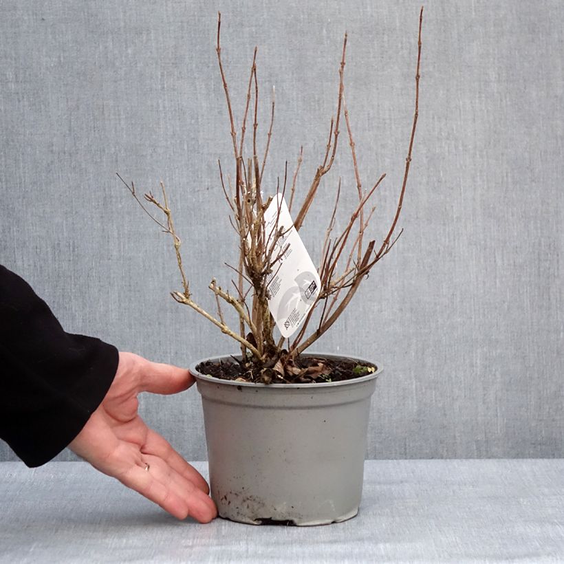 Amostra de Weigela florida Suzanne Vaso de 2 L/3 L tal como entregue no inverno