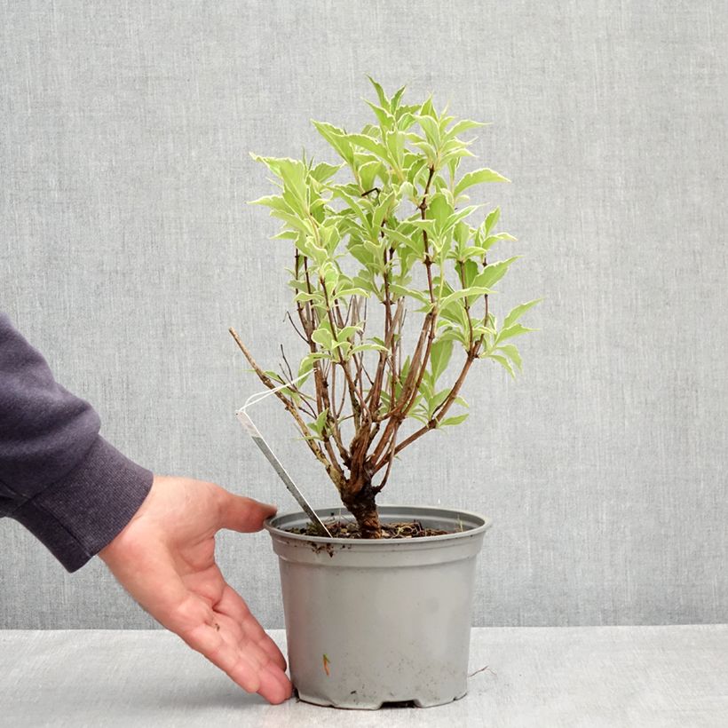 Amostra de Weigélia florida Suzanne Vaso de 2 L/3 L tal como entregue na primavera