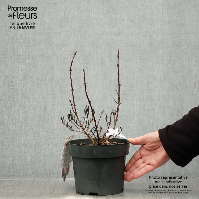 Amostra de Weigela florida Vintage Love Vaso de 2 L/3 L tal como entregue no inverno