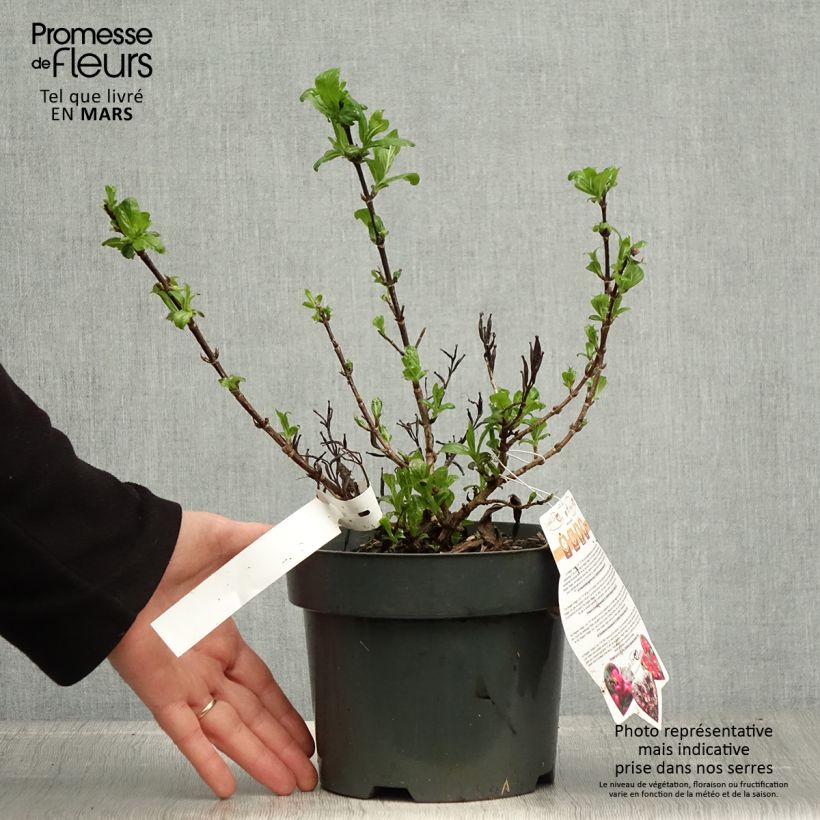 Amostra de Weigélia florida Vintage Love Vaso de 2 L/3 L tal como entregue na primavera