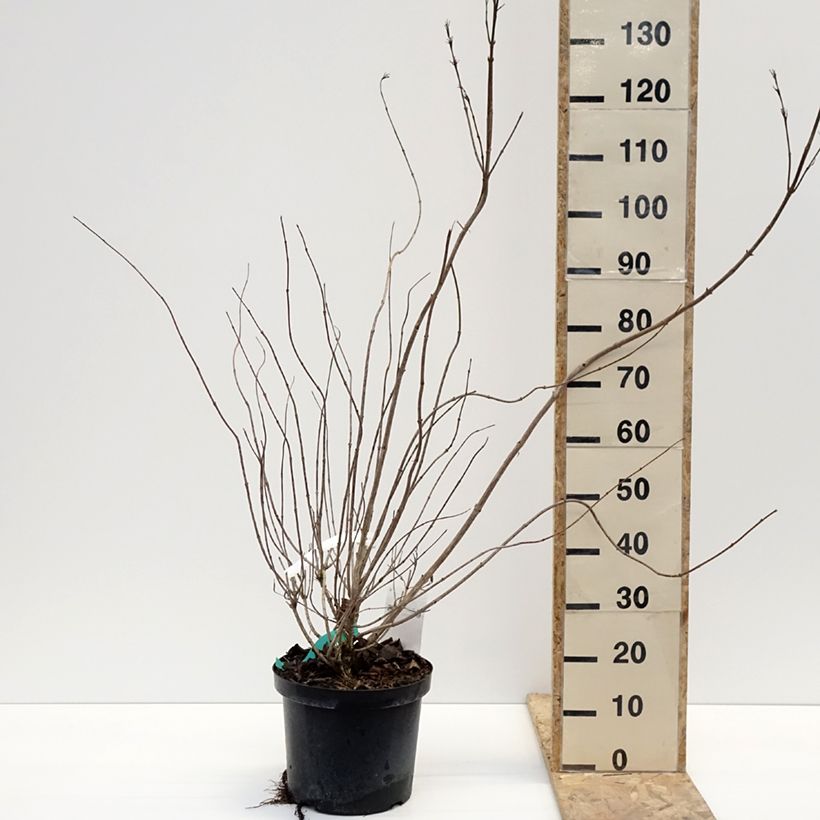 Amostra de Weigela hybride Red Prince Vaso de 7,5 L/10 L tal como entregue no inverno