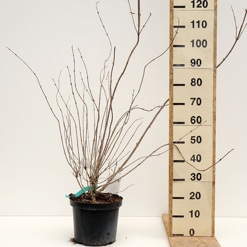 Amostra de Weigélia florida Red Prince Vaso de 7,5 L/10 L tal como entregue na primavera