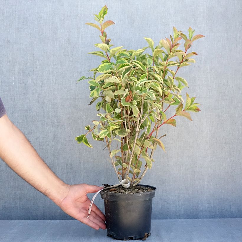 Amostra de Weigélia Kosteriana Variegata Vaso de 2 L/3 L tal como entregue no verão