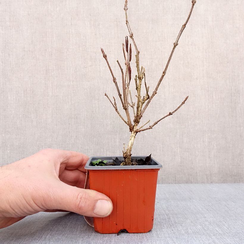 Amostra de Weigela Minuet Vaso de 8/9 cm tal como entregue no inverno