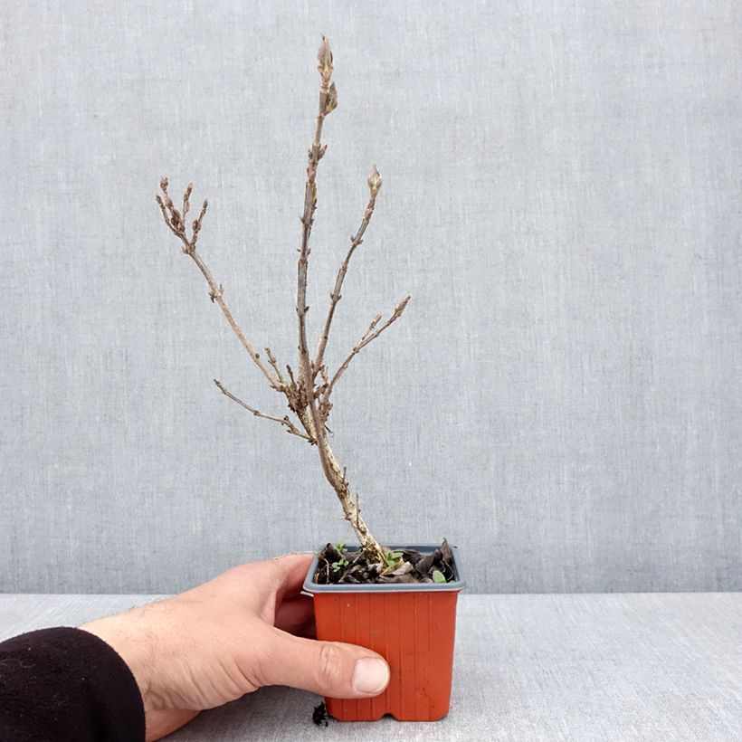 Amostra de Weigélia Minuet Vaso de 8/9 cm tal como entregue na primavera