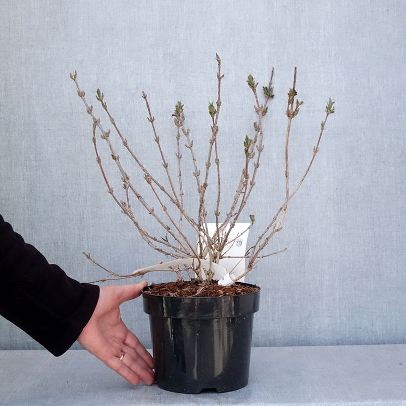 Amostra de Weigélia Minuet Vaso de 2 L/3 L tal como entregue na primavera