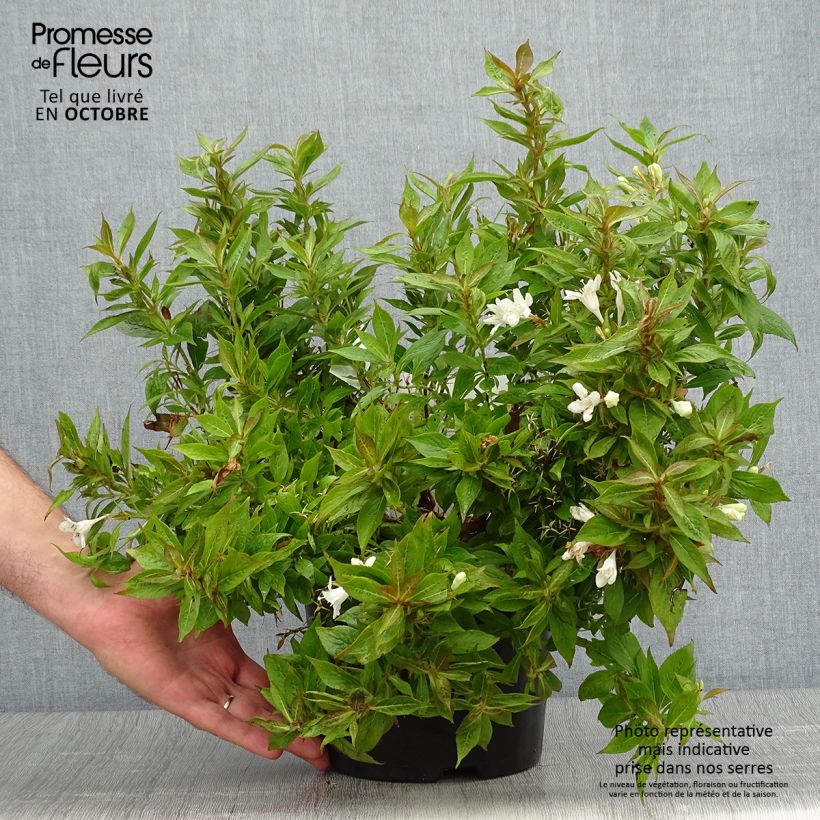 Amostra de Weigélia florida Picobella Bianco Vaso de 3 L/4 L tal como entregue no outono