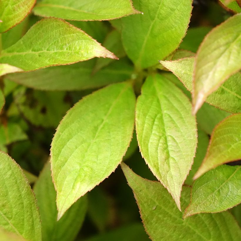 Weigélia florida Picobella Bianco (Folhagem)