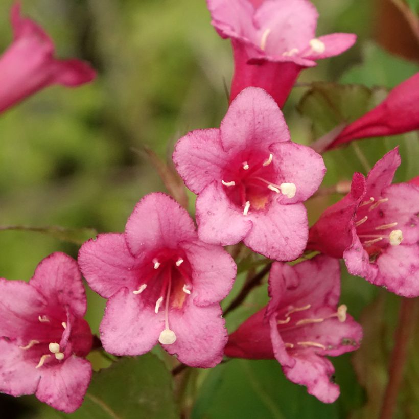 Weigélia Rumba (Floração)