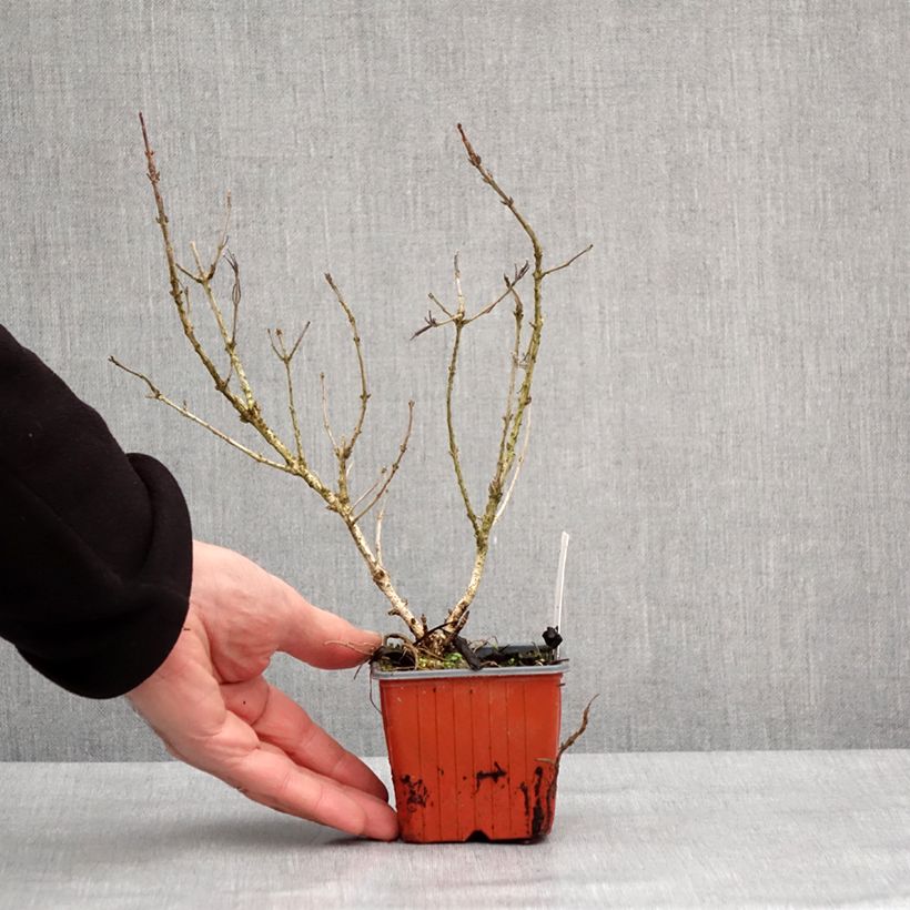 Amostra de Weigela Rumba Vaso de 8/9 cm tal como entregue no inverno