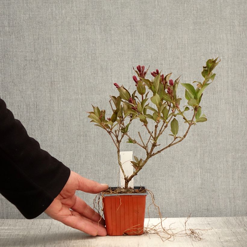 Amostra de Weigélia Rumba Vaso de 8/9 cm tal como entregue na primavera