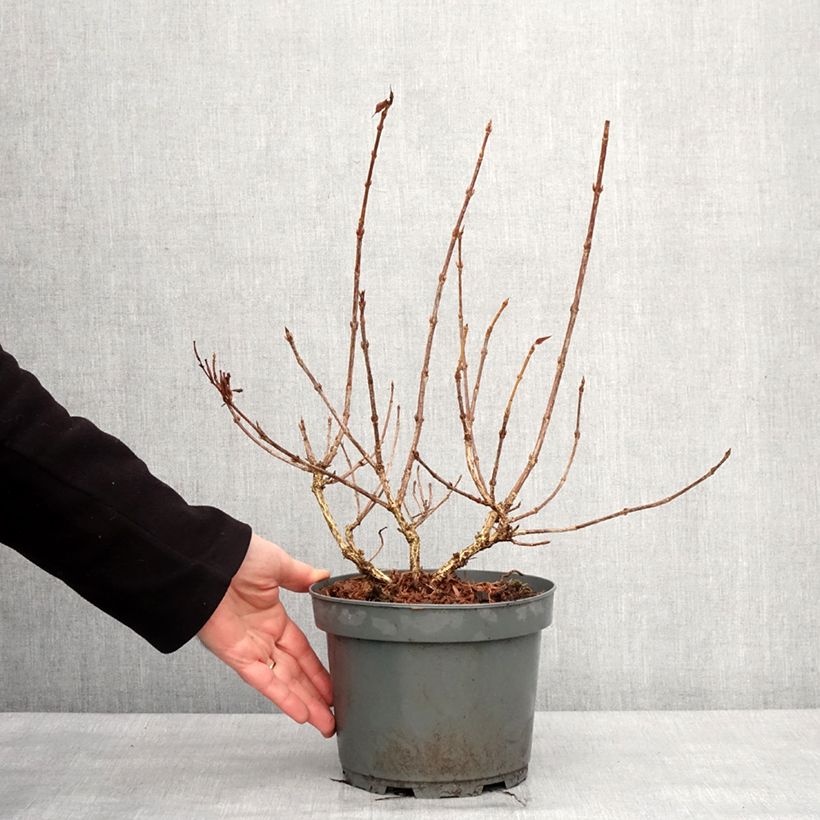 Amostra de Weigela Rumba Vaso de 3 L/4 L tal como entregue no inverno