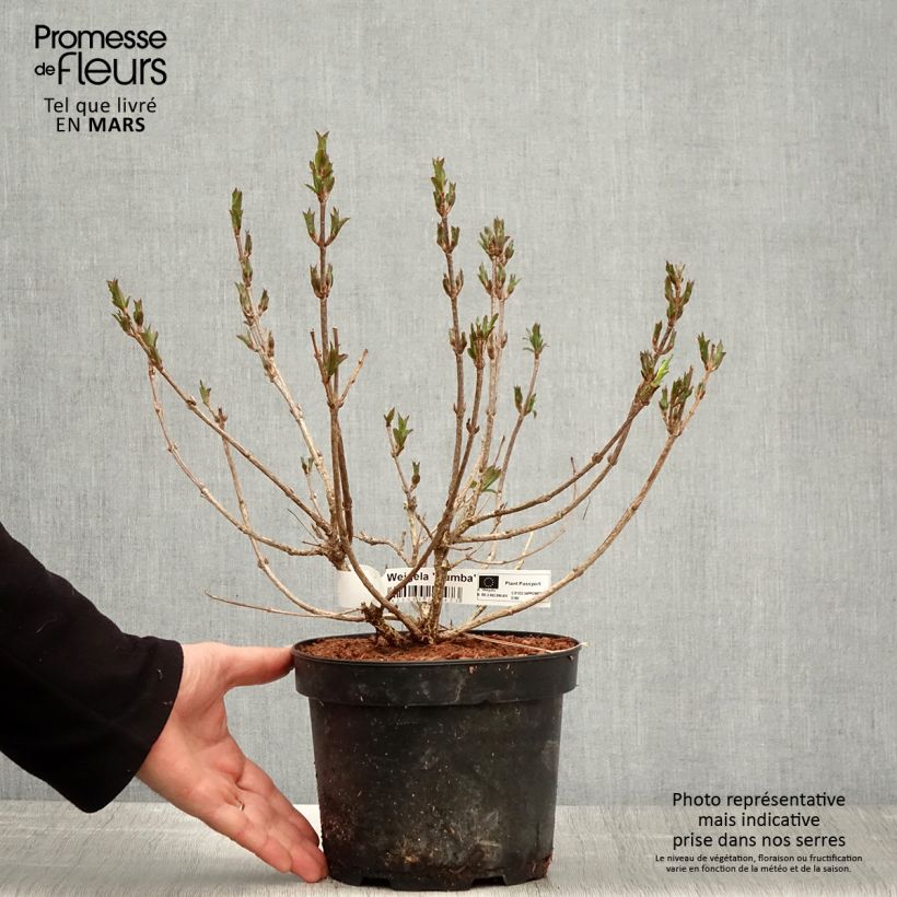 Amostra de Weigélia Rumba Vaso de 3 L/4 L tal como entregue na primavera