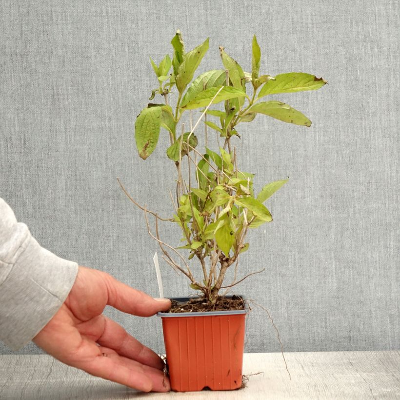 Amostra de Weigélia Snowflake Vaso de 8/9 cm tal como entregue na primavera