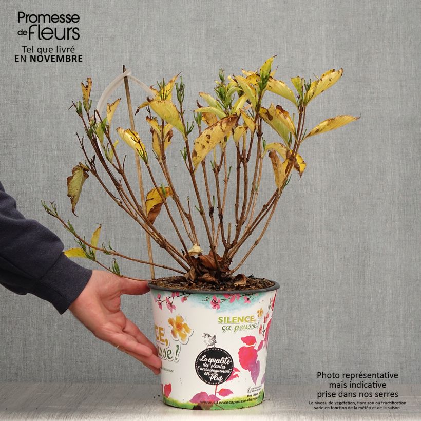 Amostra de Weigélia Snowflake Vaso de 3 L/4 L tal como entregue no outono