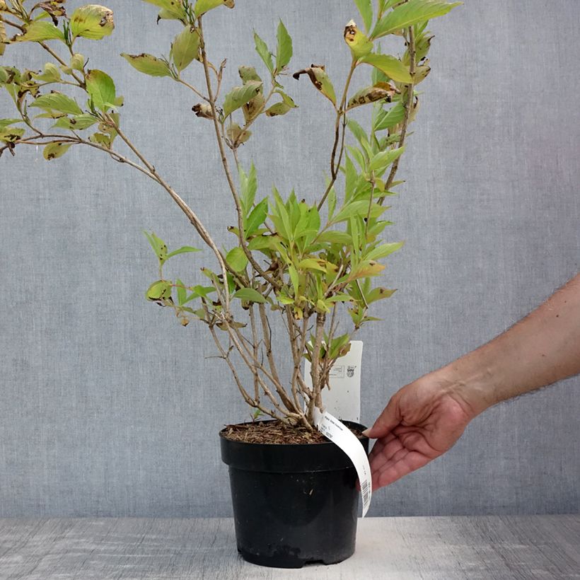 Amostra de Weigélia Snowflake Vaso de 3 L/4 L tal como entregue no verão