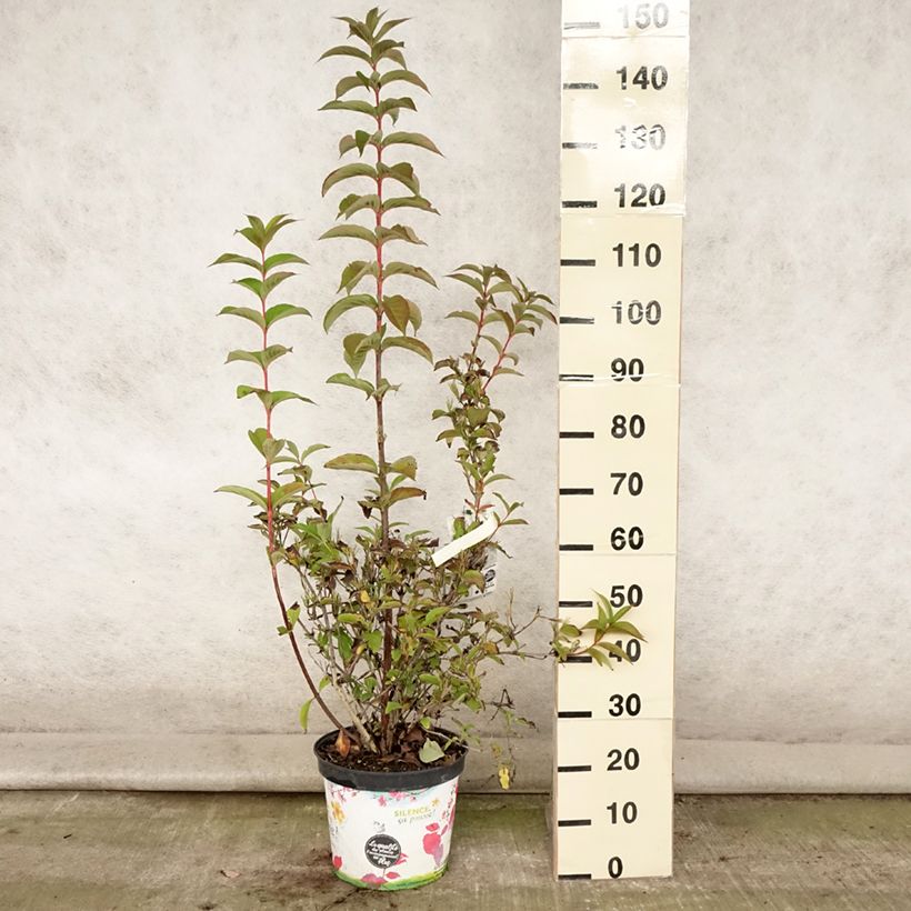 Amostra de Weigélia florida Stelzneri Vaso de 7,5 L/10 L tal como entregue no verão
