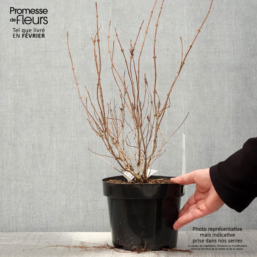 Amostra de Weigela White Lightning Vaso de 2 L/3 L tal como entregue no inverno