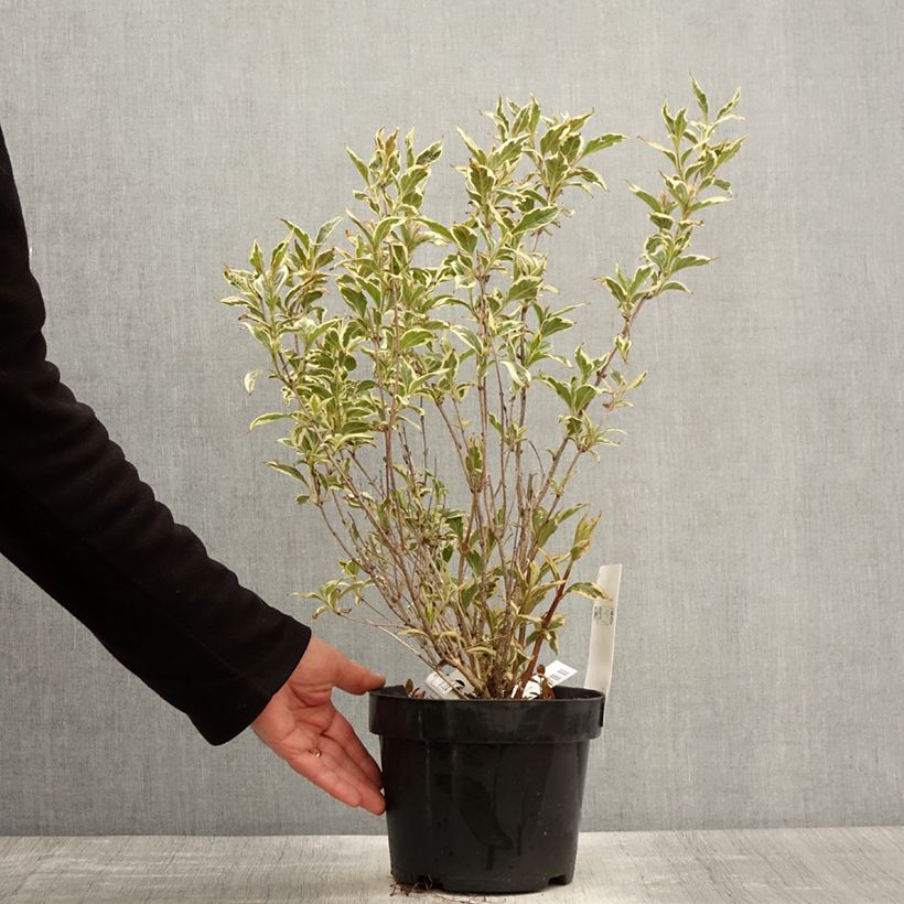 Amostra de Weigélia florida White Lightning Vaso de 2 L/3 L tal como entregue na primavera